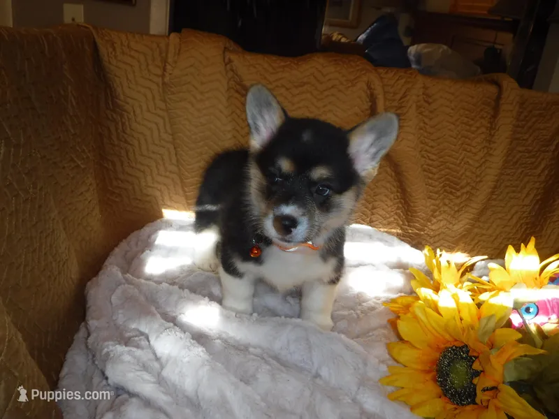 ORANGE GIRL – Pembroke Welsh Corgi puppy for sale in Lynn Haven, FL