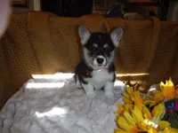 ORANGE GIRL, a female Pembroke Welsh Corgi for sale in Lynn Haven, FL – 6 of 9