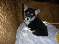 ORANGE GIRL, a female Pembroke Welsh Corgi for sale in Lynn Haven, FL – 5 of 9