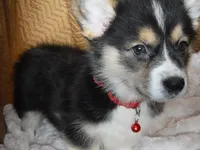 RED GIRL, a female Pembroke Welsh Corgi for sale in Lynn Haven, FL – 8 of 10