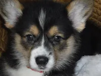 RED GIRL, a female Pembroke Welsh Corgi for sale in Lynn Haven, FL – 3 of 10