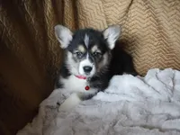 RED GIRL, a female Pembroke Welsh Corgi for sale in Lynn Haven, FL – 1 of 10