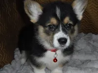 RED GIRL, a female Pembroke Welsh Corgi for sale in Lynn Haven, FL – 9 of 10