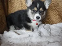 RED GIRL, a female Pembroke Welsh Corgi for sale in Lynn Haven, FL – 4 of 10