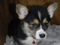 RED GIRL, a female Pembroke Welsh Corgi for sale in Lynn Haven, FL – 7 of 10