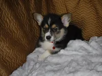 RED GIRL, a female Pembroke Welsh Corgi for sale in Lynn Haven, FL – 2 of 10
