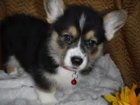 RED GIRL, a female Pembroke Welsh Corgi for sale in Lynn Haven, FL – 5 of 10