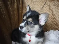 RED GIRL, a female Pembroke Welsh Corgi for sale in Lynn Haven, FL – 10 of 10