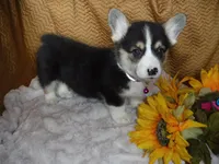 PURPLE GIRL, a female Pembroke Welsh Corgi for sale in Lynn Haven, FL – 1 of 10