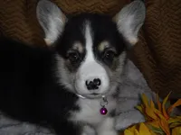 PURPLE GIRL, a female Pembroke Welsh Corgi for sale in Lynn Haven, FL – 2 of 10