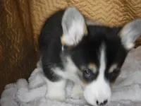 PURPLE GIRL, a female Pembroke Welsh Corgi for sale in Lynn Haven, FL – 8 of 10