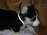 PURPLE GIRL, a female Pembroke Welsh Corgi for sale in Lynn Haven, FL – 9 of 10