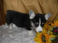 PURPLE GIRL, a female Pembroke Welsh Corgi for sale in Lynn Haven, FL – 5 of 10
