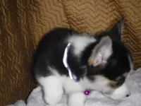 PURPLE GIRL, a female Pembroke Welsh Corgi for sale in Lynn Haven, FL – 6 of 10