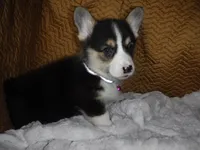 PURPLE GIRL, a female Pembroke Welsh Corgi for sale in Lynn Haven, FL – 4 of 10