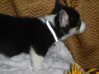 PURPLE GIRL, a female Pembroke Welsh Corgi for sale in Lynn Haven, FL – 10 of 10
