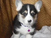 PURPLE GIRL, a female Pembroke Welsh Corgi for sale in Lynn Haven, FL – 3 of 10