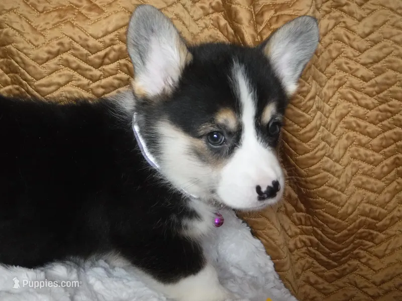 PURPLE GIRL – Pembroke Welsh Corgi puppy for sale in Lynn Haven, FL