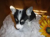 YELLOW GIRL, a female Pembroke Welsh Corgi for sale in Lynn Haven, FL – 5 of 8