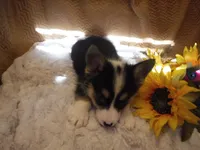 YELLOW GIRL, a female Pembroke Welsh Corgi for sale in Lynn Haven, FL – 4 of 8