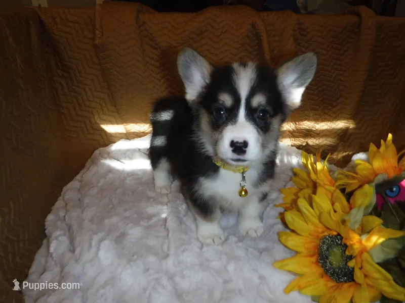YELLOW GIRL – Pembroke Welsh Corgi puppy for sale in Lynn Haven, FL