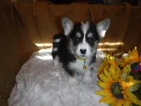 YELLOW GIRL, a female Pembroke Welsh Corgi for sale in Lynn Haven, FL – 1 of 8