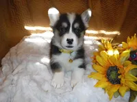 YELLOW GIRL, a female Pembroke Welsh Corgi for sale in Lynn Haven, FL – 3 of 8