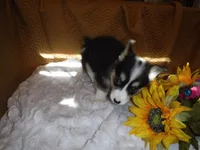 YELLOW GIRL, a female Pembroke Welsh Corgi for sale in Lynn Haven, FL – 7 of 8