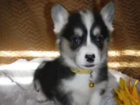 YELLOW GIRL, a female Pembroke Welsh Corgi for sale in Lynn Haven, FL – 2 of 8