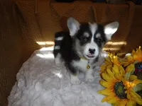 YELLOW GIRL, a female Pembroke Welsh Corgi for sale in Lynn Haven, FL – 6 of 8