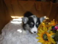 YELLOW GIRL, a female Pembroke Welsh Corgi for sale in Lynn Haven, FL – 8 of 8