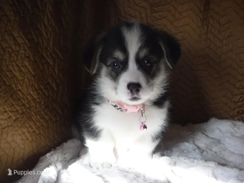 LIGHT PINK GIRL – Pembroke Welsh Corgi puppy for sale in Lynn Haven, FL