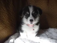 LIGHT PINK GIRL, a female Pembroke Welsh Corgi for sale in Lynn Haven, FL – 1 of 6