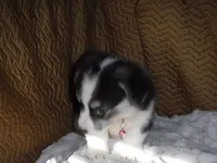 LIGHT PINK GIRL, a female Pembroke Welsh Corgi for sale in Lynn Haven, FL – 5 of 6