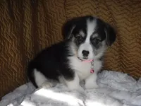 LIGHT PINK GIRL, a female Pembroke Welsh Corgi for sale in Lynn Haven, FL – 2 of 6