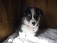 LIGHT PINK GIRL, a female Pembroke Welsh Corgi for sale in Lynn Haven, FL – 4 of 6