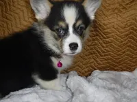 DARK PINK GIRL, a female Pembroke Welsh Corgi for sale in Lynn Haven, FL – 2 of 5
