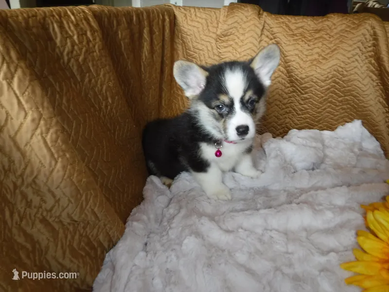DARK PINK GIRL – Pembroke Welsh Corgi puppy on hold in Lynn Haven, FL