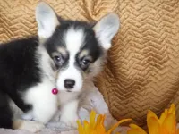 DARK PINK GIRL, a female Pembroke Welsh Corgi for sale in Lynn Haven, FL – 4 of 5