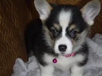 DARK PINK GIRL, a female Pembroke Welsh Corgi for sale in Lynn Haven, FL – 3 of 5