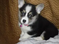 DARK PINK GIRL, a female Pembroke Welsh Corgi for sale in Lynn Haven, FL – 5 of 5
