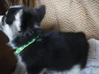 GREEN GIRL, a female Pembroke Welsh Corgi for sale in Lynn Haven, FL – 7 of 10