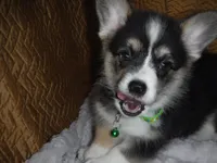 GREEN GIRL, a female Pembroke Welsh Corgi for sale in Lynn Haven, FL – 6 of 10