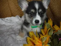 GREEN GIRL, a female Pembroke Welsh Corgi for sale in Lynn Haven, FL – 10 of 10
