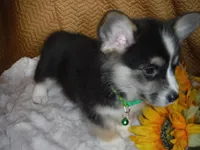 GREEN GIRL, a female Pembroke Welsh Corgi for sale in Lynn Haven, FL – 1 of 10