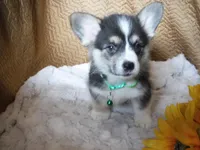 GREEN GIRL, a female Pembroke Welsh Corgi for sale in Lynn Haven, FL – 5 of 10