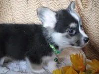 GREEN GIRL, a female Pembroke Welsh Corgi for sale in Lynn Haven, FL – 8 of 10
