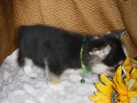 GREEN GIRL, a female Pembroke Welsh Corgi for sale in Lynn Haven, FL – 3 of 10
