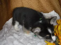 GREEN GIRL, a female Pembroke Welsh Corgi for sale in Lynn Haven, FL – 4 of 10