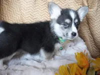 GREEN GIRL, a female Pembroke Welsh Corgi for sale in Lynn Haven, FL – 9 of 10